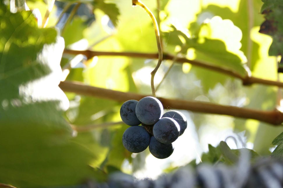 Wine grape