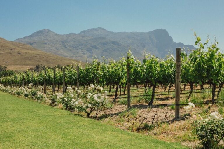 Wine-routes-Franschoek