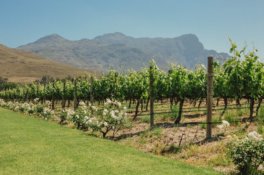 The Best Wine Routes to visit around Cape Town