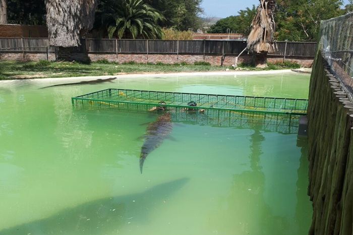Crocodile Cage Diving