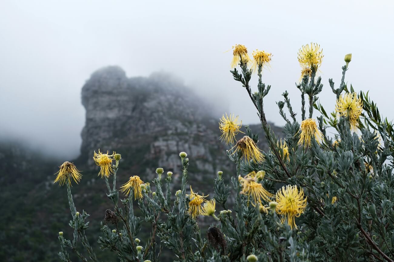 Kirstenbosch Botanical Gardens Tour