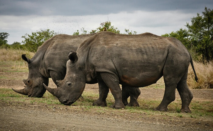 Kruger National Park Tour