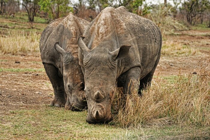 Kruger National Park