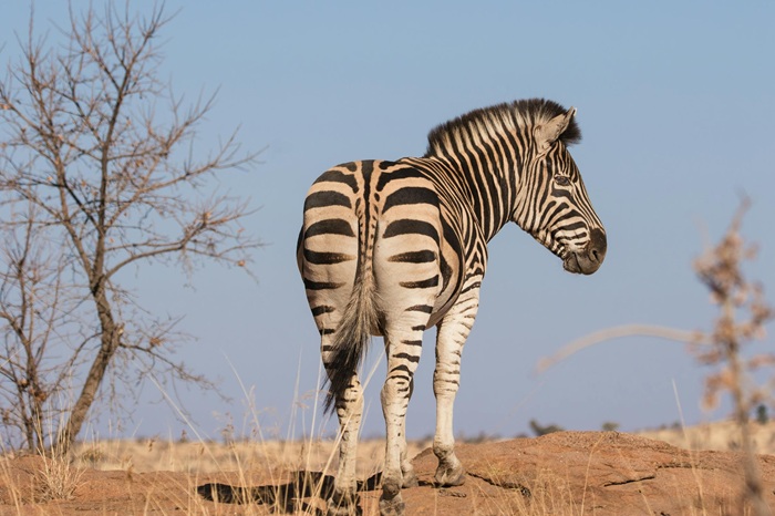Pilanesberg Game Reserve