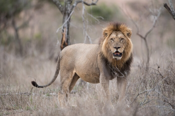 Pilanesberg Game Reserve