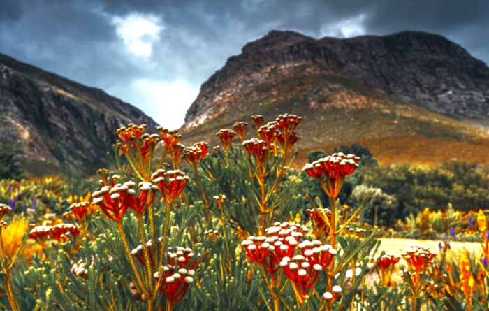 Cape Town Spring Flower Festival 2017