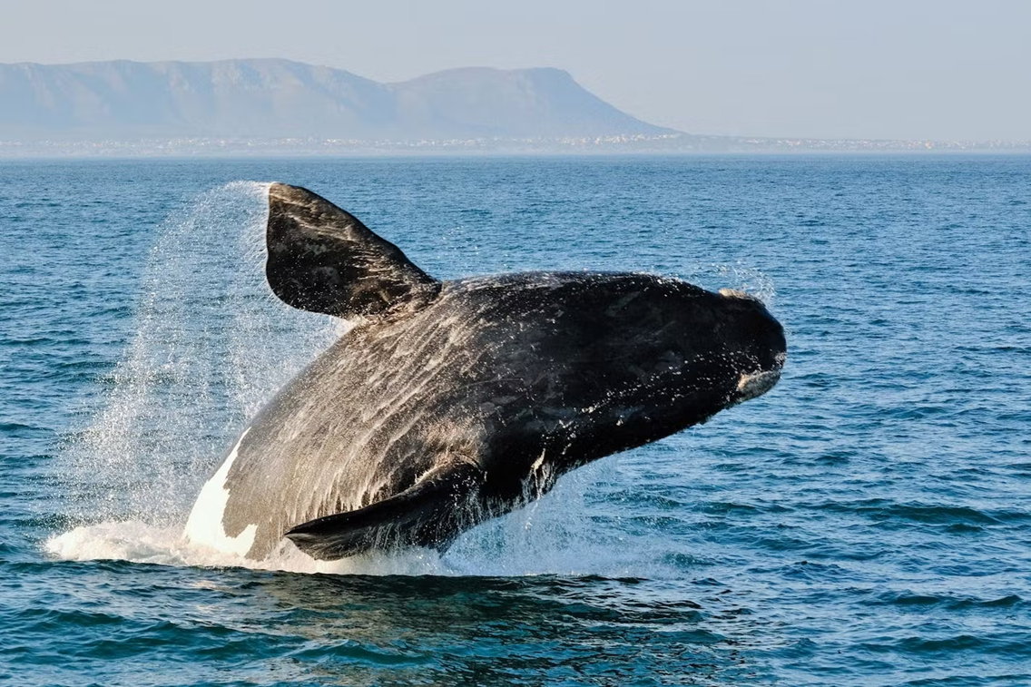Five Must Do Trips in the Western Cape